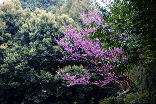 山林间绽放的绚烂紫花