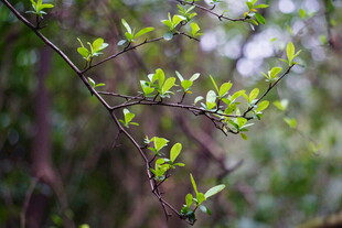 嫩绿新枝绽于林间