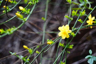 绽放的黄色小花
