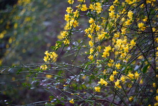 金黄迎春花绽放枝头