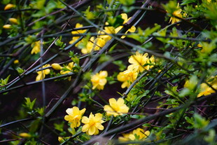 春日绽放的金黄迎春花