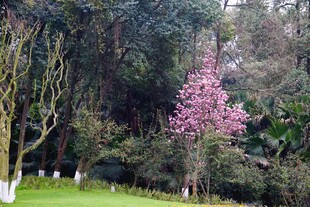 春日粉花树与葱郁树林