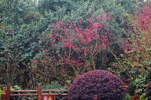 园林美景中的多彩植物