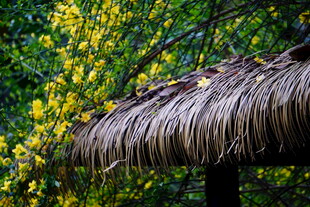茅草屋顶旁的葱郁绿植