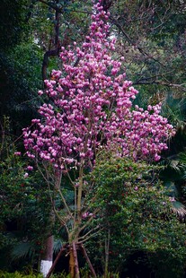绽放的粉花植物