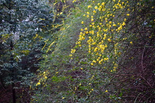 金黄花朵垂挂于葱郁林间