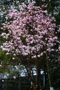 盛开的粉色玉兰花树