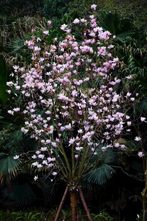 盛开的粉色繁花树