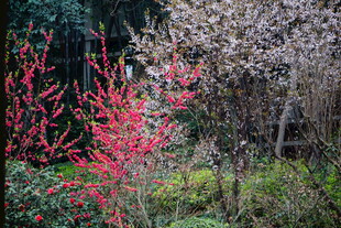 春日林间多彩植物景观