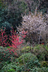 春日多彩花卉绿植景观