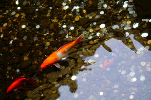 池塘中游动的鲜艳红金鱼