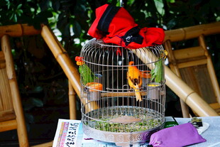 笼中彩鸟配红饰