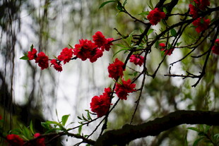 枝头红花朵朵绽放