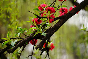 枝头绽放的娇艳红花朵