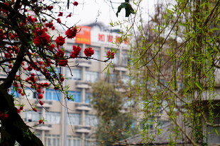 小区中繁花与楼房景致