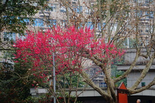城市中绽放的艳丽红花朵