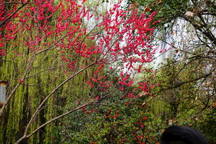 春日烂漫红花开满枝