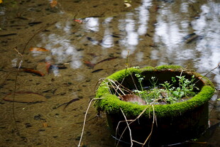 泥地上的绿植盆栽