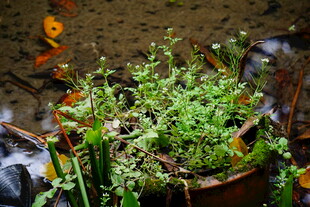 盆栽绿植 生机盎然的小世界