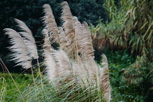 风中摇曳的美丽蒲苇