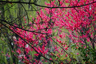 春日繁花绽放的烂漫景致