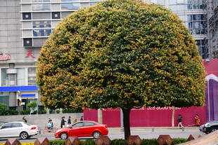 球形绿植装点城市街道