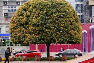球形绿植装点城市景观