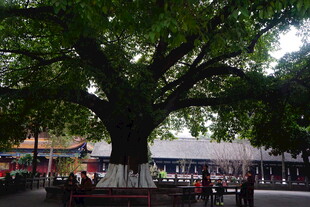 古树下的热闹市井景象