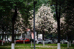 城市中繁花盛开的林荫道