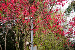 春日繁花绽放的绚烂景致