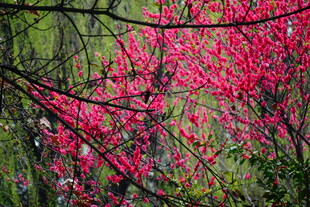 春日烂漫盛开的艳丽繁花