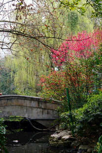 石桥畔的多彩秋日景致