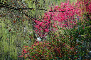 春日繁花与柳色美景