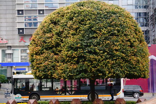 球形树冠的繁茂绿植