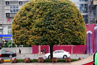 球形修剪绿植装点街道