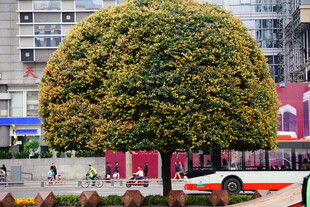 球形绿植装点城市街道