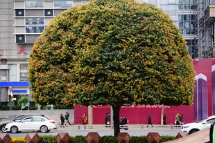 球形修剪绿植 城市景观一角