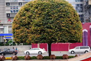 球形绿植装点城市街道