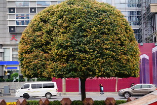 球形修剪树木 城市街景