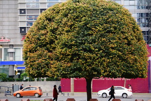 城市中造型独特的球形树木