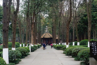 林间漫步小道 静谧景致