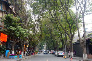 古街林荫下的静谧街景