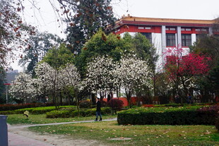 春日繁花中的中式建筑