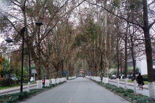 林荫大道的静谧风景