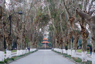 林荫大道中的古典建筑