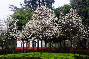 春日繁花盛开的校园景致