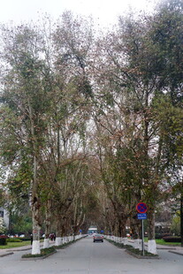 道路旁茂密葱郁的树木