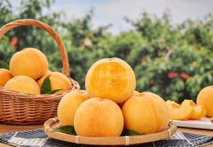 黄桃摆于果园桌上