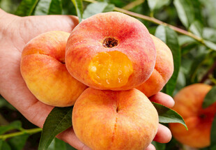 手捧成熟的蟠桃