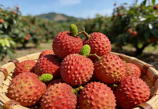 果园里竹篮中的荔枝